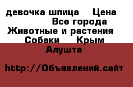 девочка шпица  › Цена ­ 40 000 - Все города Животные и растения » Собаки   . Крым,Алушта